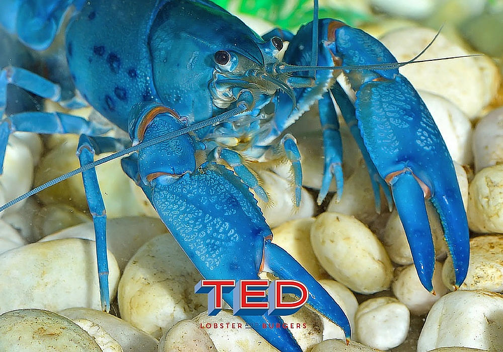 astice-blu-ted-lobster-roma