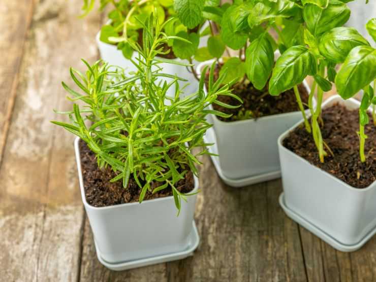 piantine di erbe aromatiche su tavolo di legno